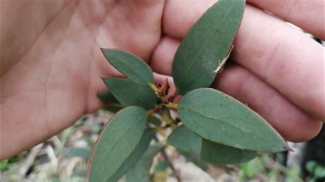 Эвкалипты Ганна (Eucalyptus gunnii) и Снежный (Eucalyptus pauciflora ...