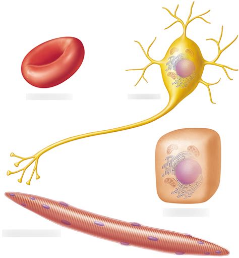 types  cells diagram quizlet
