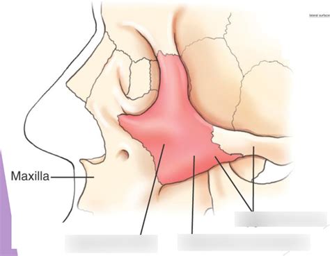 Lateral Zygoma Diagram | Quizlet