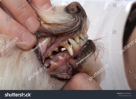 how to treat an abscess on a dog