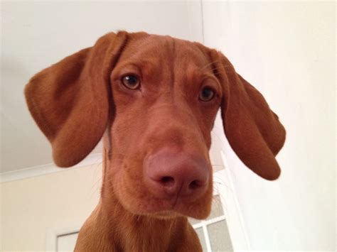 Curious Viszla Puppy