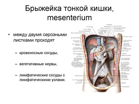 Спланхнология - раздел анатомии - презентация онлайн