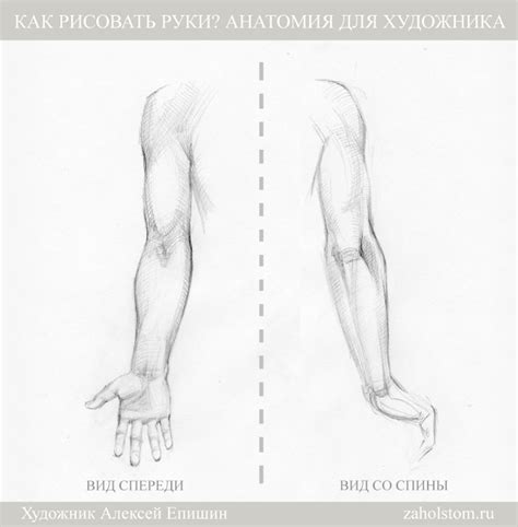 Как рисовать руки? Анатомия для художника — zaholstom.ru