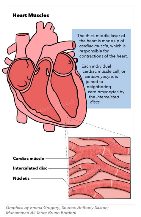 Parts Of Cardiac Muscle