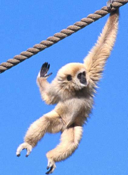 Gibbons - The Most Agile Tree Swingers - FactZoo.com