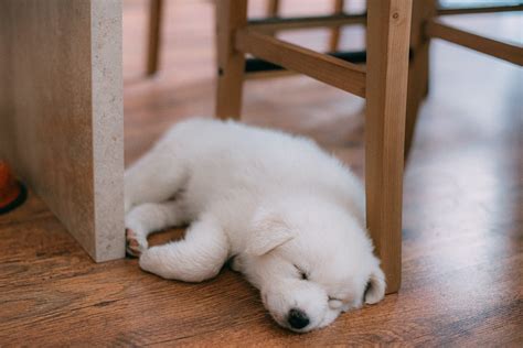 How to Stop Dogs From Peeing or Pooing in the House: A Tail-Twisting
