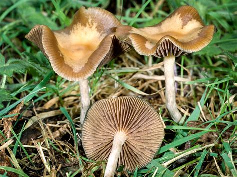 California Fungi: Psilocybe cyanescens