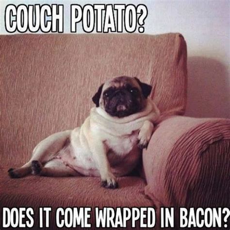 The Best Pug Memes on the Internet