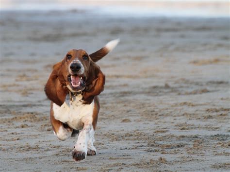 Basset Hound - My Doggy Rocks