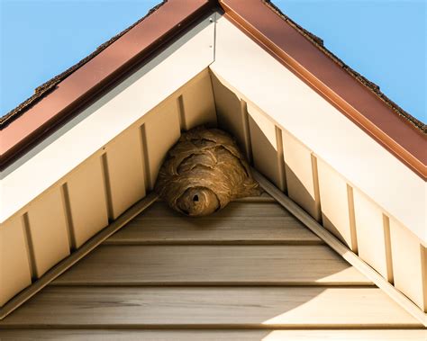 How to get rid of wasps and yellow jackets – with natural home remedies