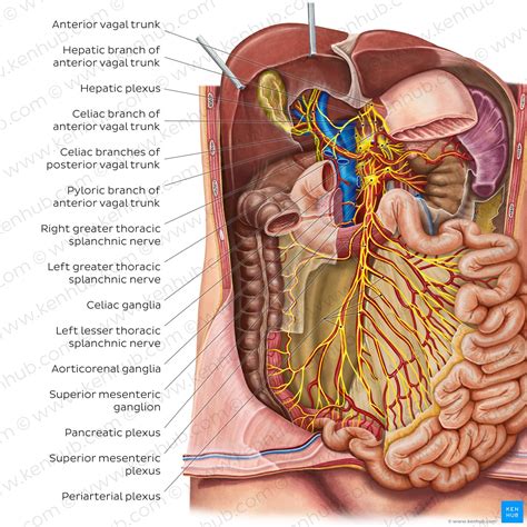 Small Intestine: Anatomy, Location And Function Kenhub, 47% OFF