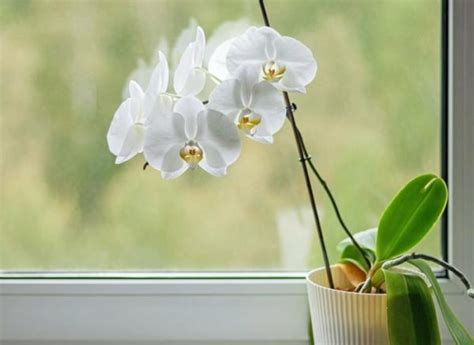 Ý nghĩa hoa lan trắng - Biểu tượng tình yêu thuần khiết, trong sáng