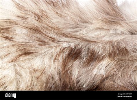 Silver fox real fur closeup. Fox wolf real fur texture pattern Stock ...