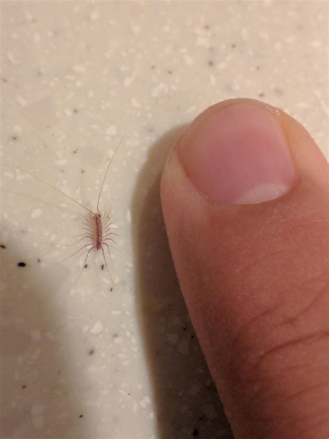 do house centipede bite 9