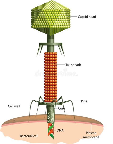 Bacteriophage stock vector. Illustration of bacteria - 28938693