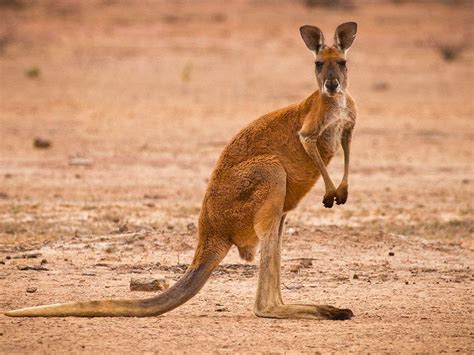 Qantas Kangaroo Name