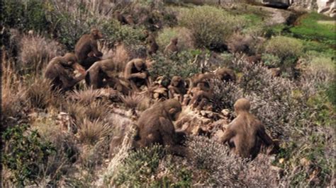 Hominid | Anomaly Research Centre | FANDOM powered by Wikia