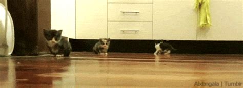 animals funny gif | WiffleGif