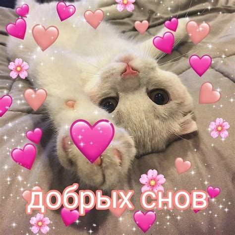 Мило🏩 | Кошачьи цитаты, Милые котики, Милые сообщения
