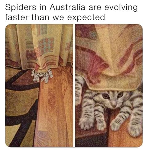 Spider cat : r/FunnyAnimals