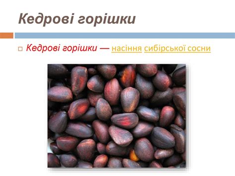 Голонасінні рослини - презентация онлайн