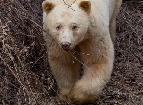 The Only Known Albino Panda Was Just Spotted in China - A-Z Animals