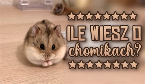 Ile wiesz o chomikach? | sameQuizy
