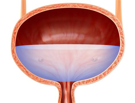 Human Bladder