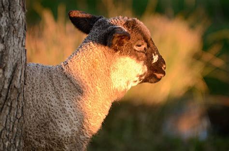 Crossbreed Sheep Stock Photos, Pictures & Royalty-Free Images - iStock