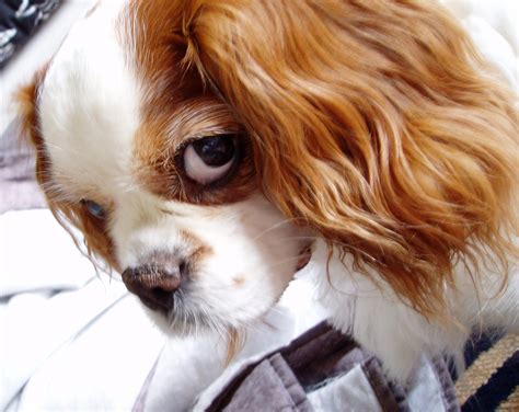 dog    camera  photo  freeimages