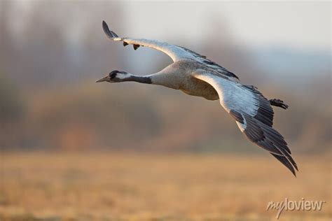 Żuraw zwyczajny, żuraw popielaty, żuraw szary (grus grus) • wall ...