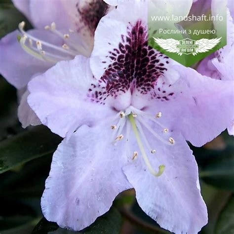 Rhododendron hybrida 'Calsap', Рододендрон гібридний 'Калсап'|landshaft ...