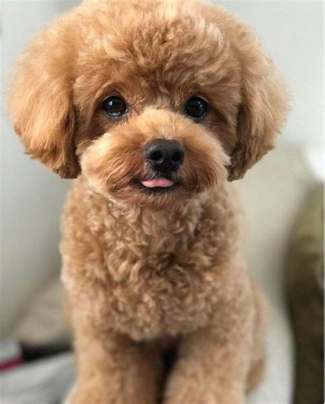 Pin by Coco on Toy Poodles | Toy poodle puppy cut, Poodle haircut, Dog ...