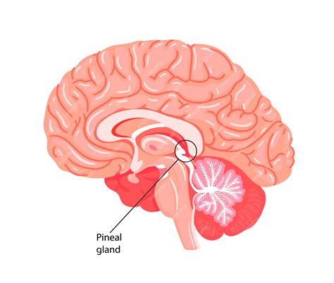 Premium Vector | The pineal gland conarium or epiphysis cerebri