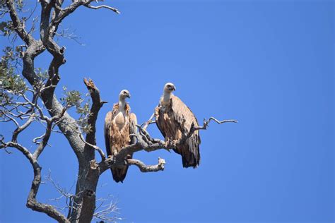 Fojiška – Pod Predošćica – Javna ustanova "Priroda"