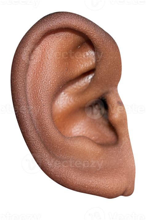 Ear PNGs for Free Download