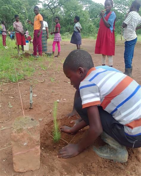 growing trees