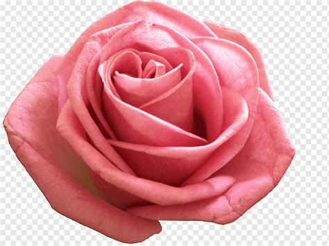 Rose graphy Flower, pink rose, flower, desktop Wallpaper, rose Order ...