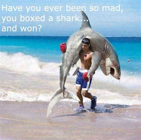 The 21 Funniest Shark Memes Ever (GALLERY)