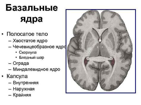 Анатомия головного мозга План