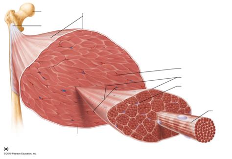 Skeletal Muscle Diagram Diagram | Quizlet