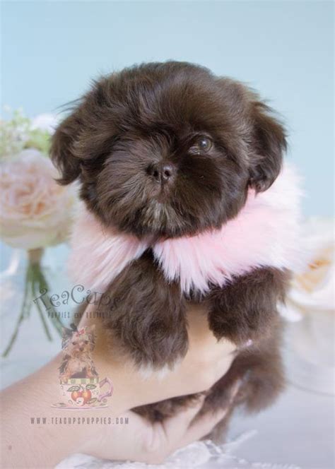 Shih tzu puppies teacup shih tzu shih tzu for sale breeder teacup ...