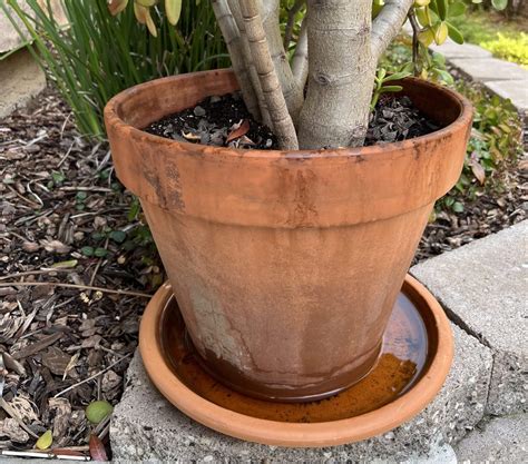 The 10-Minute Fix For A Mosquito-Free Life