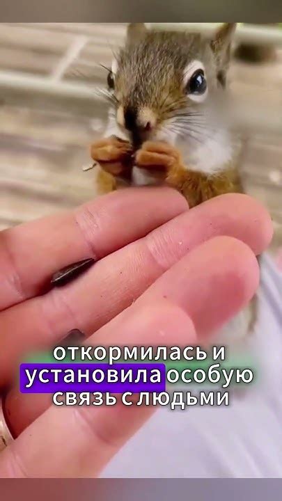 Новорожденная белка чуть не погибла если бы ее не нашла девушка# ...