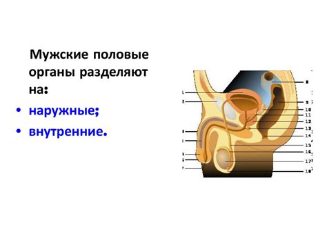 Анатомия и физиология мужской половой системы - презентация онлайн