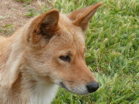 how much does it cost to rent a dingo