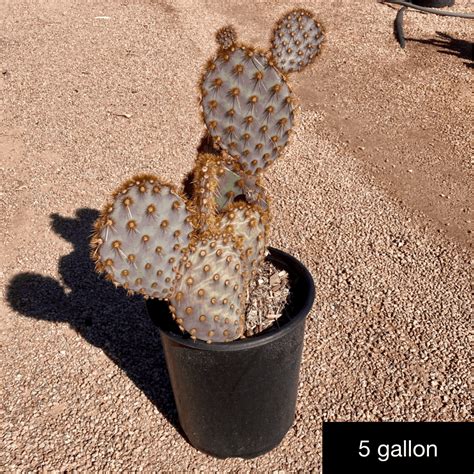 Opuntia Engelmannii ‘aciculata’ - Phoenix Desert Nursery