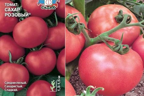 Томат Сахарная Настасья Отзывы Фото Урожайность — Картинки фотографии