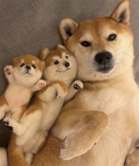 Anjing Meme Doge / 400 Gambar Receh Ideas In 2021 Jokes Quotes Cartoon ...