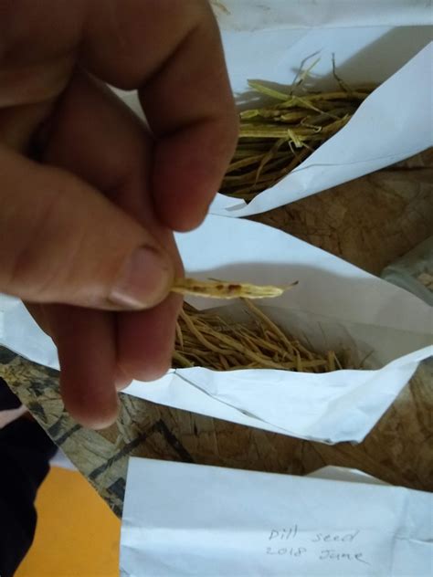 Easiest and Hardest Seeds to Save (swapping and breeding vegetables